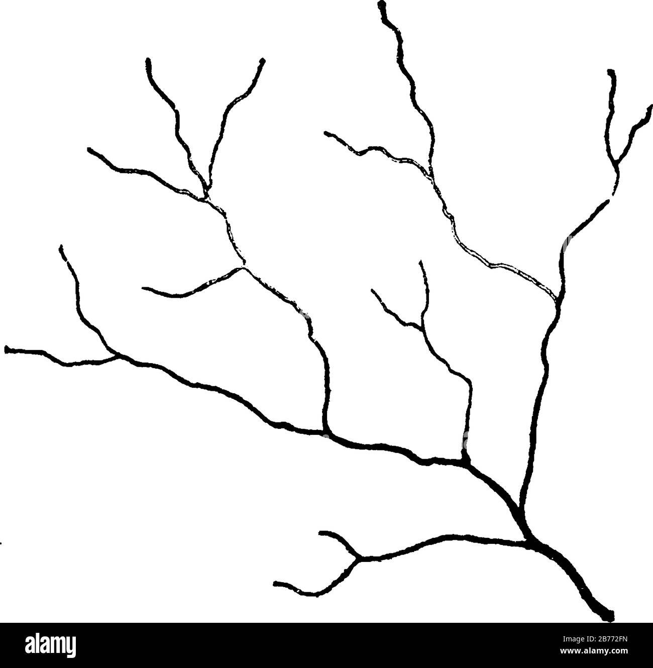 Normale, twig-artige Abzweigungen von Streamlets, die in homogenem Felsmaterial hergestellt werden, wenn sie nicht von geologischen Strukturebenen beeinflusst werden, Vintage-Linie Stock Vektor