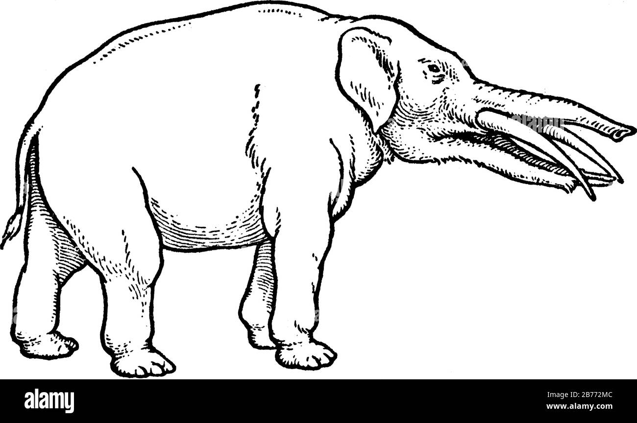 Eine typische Darstellung eines frühen Hirsches während der Zeit des Miozäns, der ersten geologischen Epoche der Neogenzeit, Vintage-Line-Dra Stock Vektor