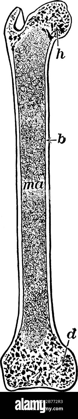 Eine typische Darstellung des Oberschenkelknochens, der durch die Mitte geschnitten wurde, mit den Teilen, b, hartem Knochen; h und d, schwammigem Knochen; mA, Mark, Vintage-Line-Kordin Stock Vektor