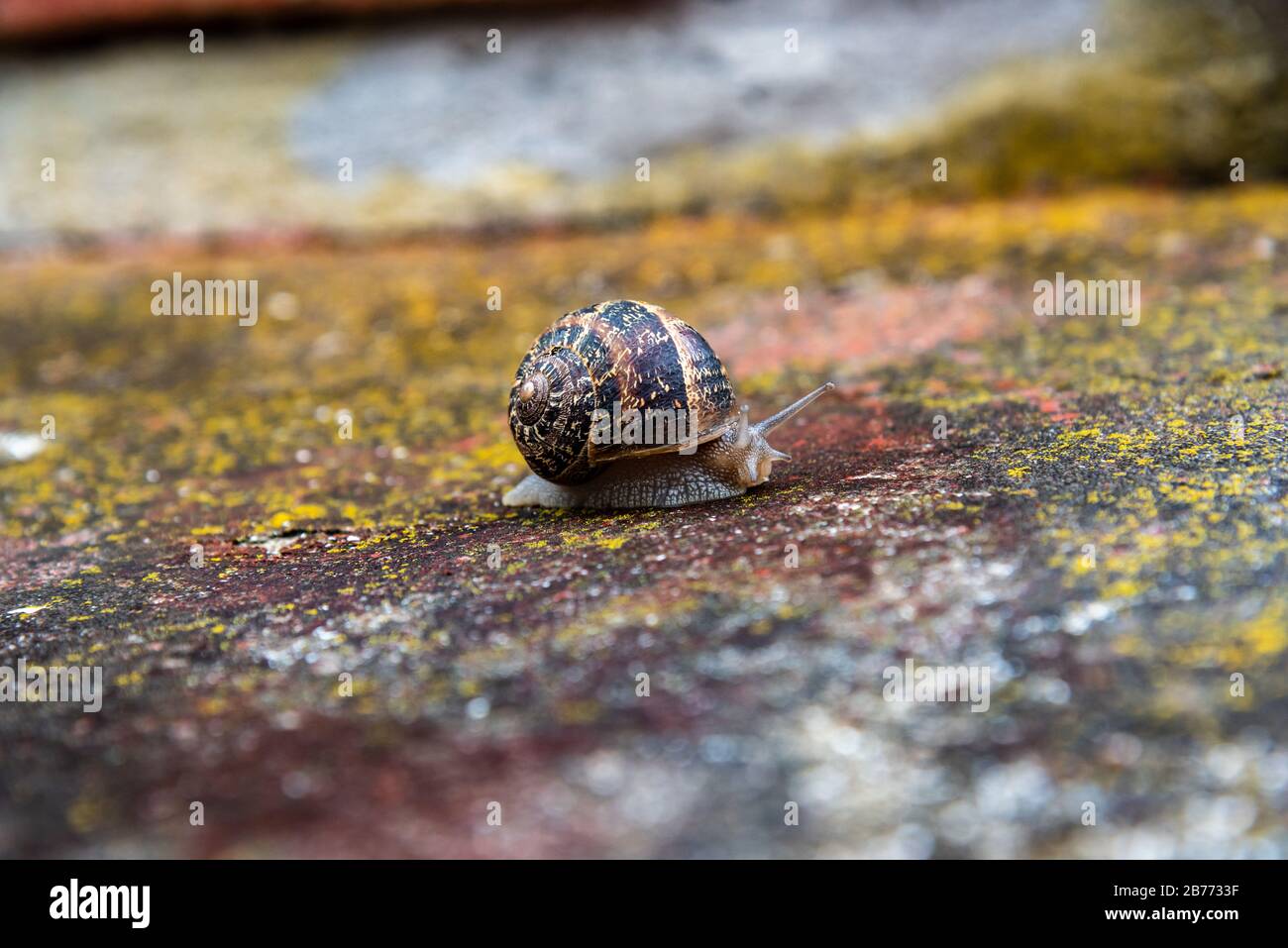 Schnecke auf einer bunten Zementoberfläche Stockfoto
