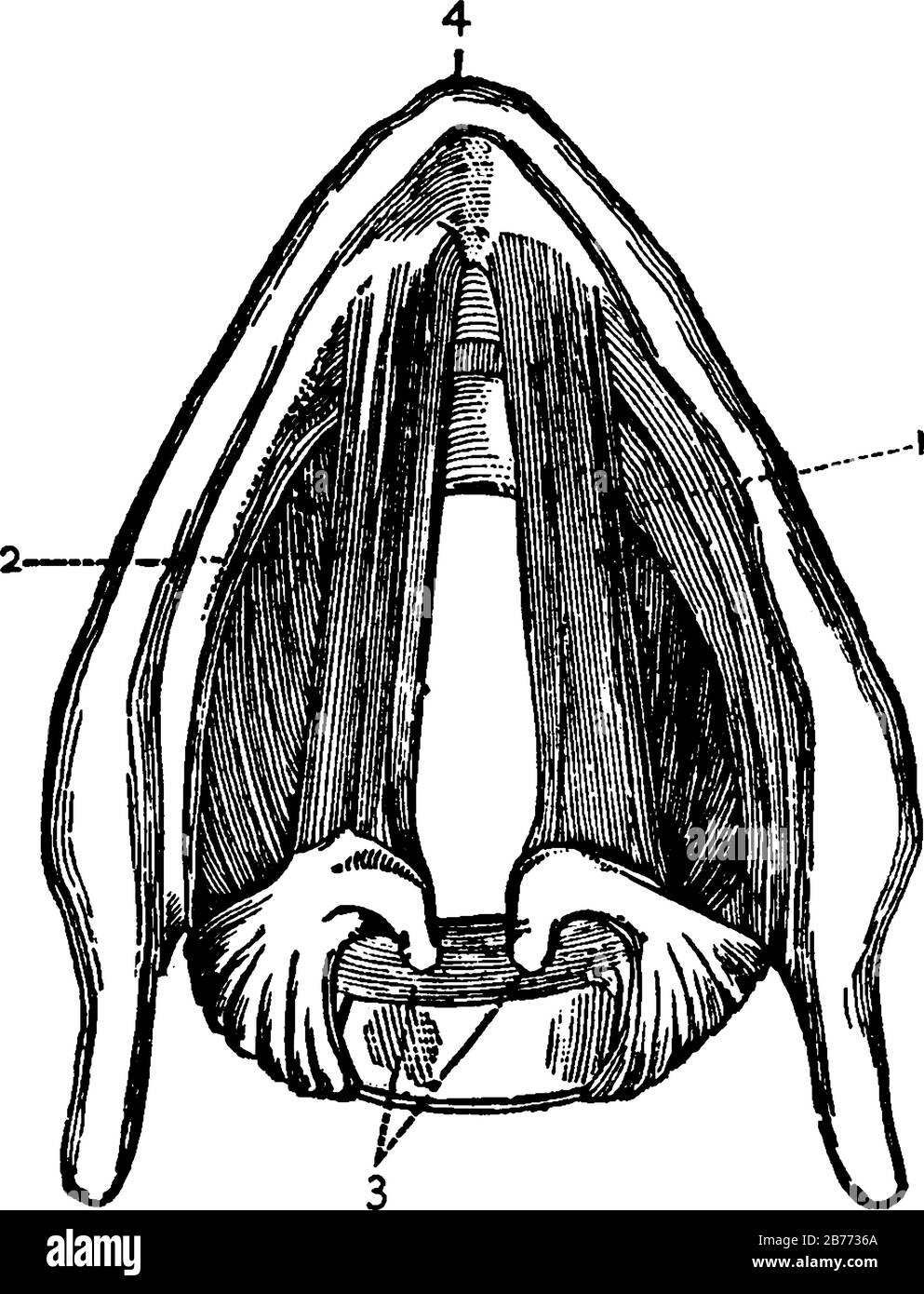 Bänder der Gesangsschnüre, mit den beschrifteten Teilen, (1 und 2), die Ligaturen; 3, Arytenoidknorpel; 4, Schilddrüsenknorpel, Vintage-Linienzeichnung o Stock Vektor