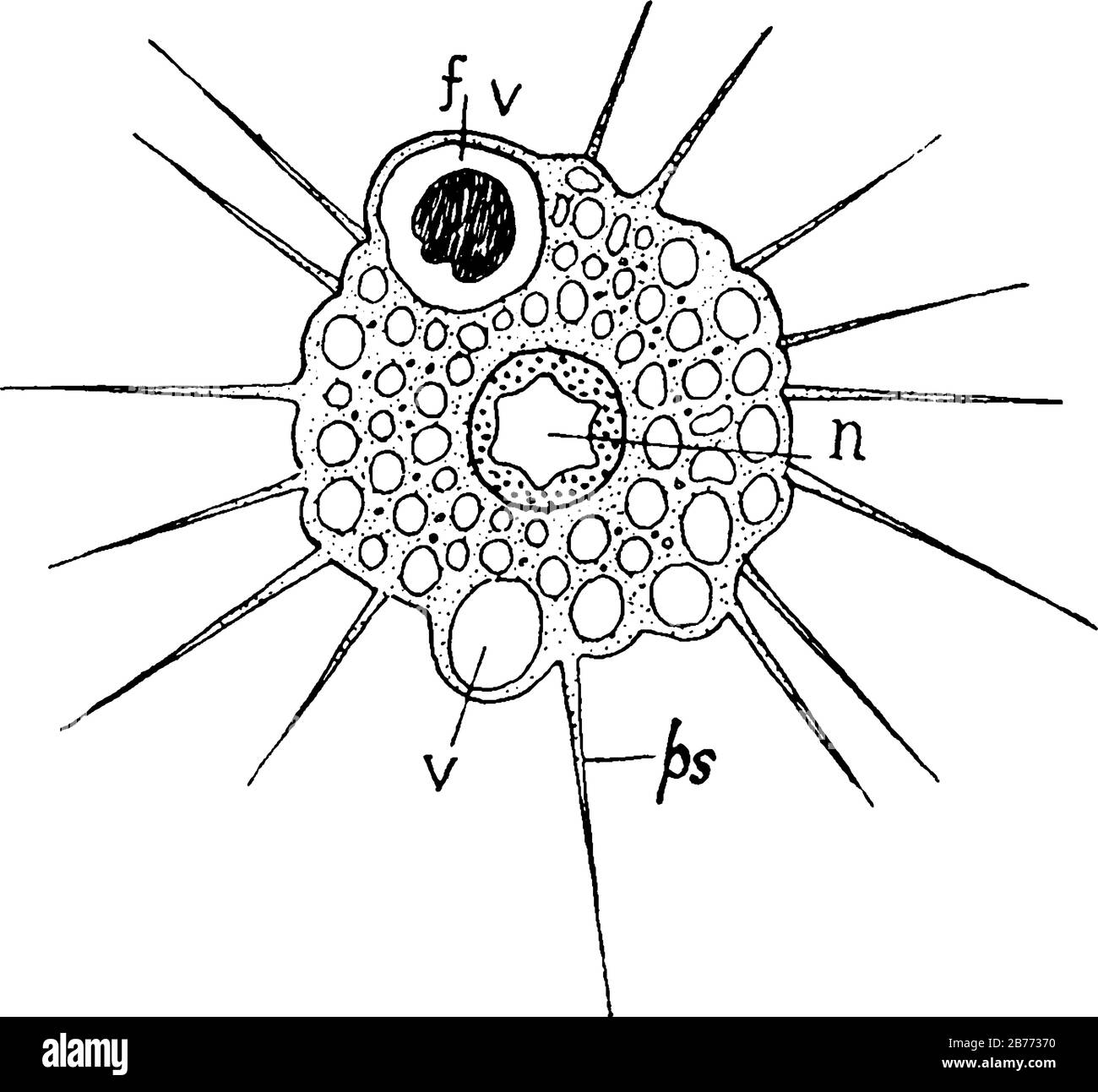 Actinophrys sol (Sun animalkule), mit den Teilen beschriftet, n, Nucleus; v., Food vacuole; V, kontraktile vacuole und PS, Pseudopodium, Vintage Line d Stock Vektor