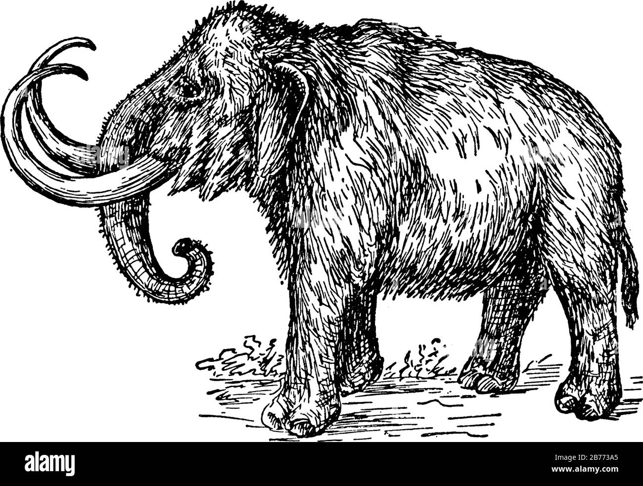 Arten der ausgerotteten Gattung Mammuthus, eine der vielen Arten, die die Ordnung der Trunkenen Säugetiere ausmachen und groß wie asiatische Elefanten waren, Jahrgang Stock Vektor