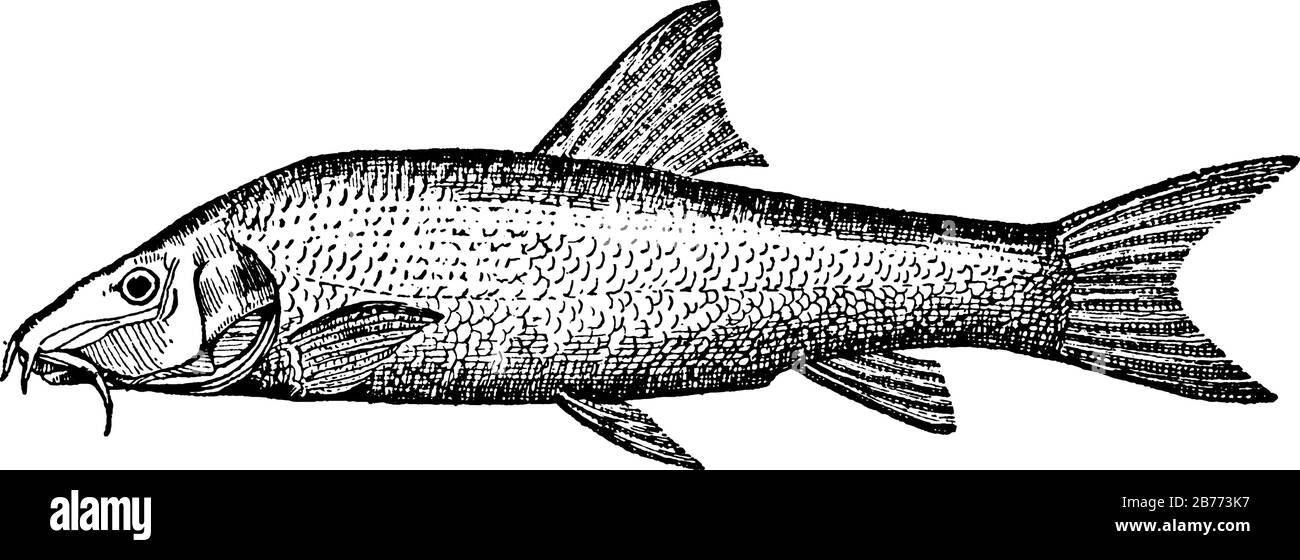 Süßwasserfische, die sich durch ihre Widerhaken am Maul auszeichnen, die in Schotter und steinigen, auf dem Boden gelegenen, langsam fließenden Gewässern mit hohem Sauerstoffgehalt, VI, gefunden wurden Stock Vektor