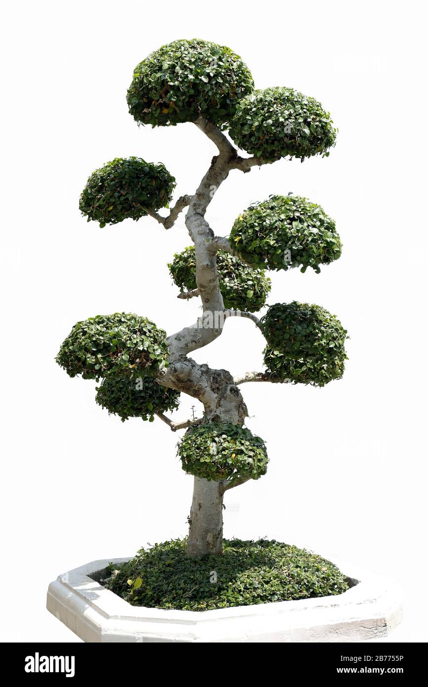 Baum-Zwerg schmcken oder Bonsai-Gartenbaum isoliert auf weiem Hintergrund  Stockfotografie - Alamy