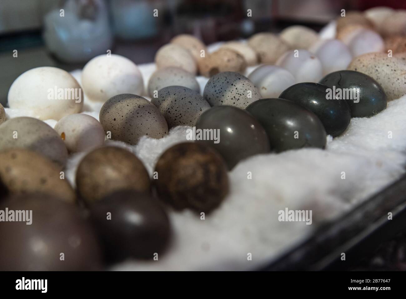 Rieseneier verschiedener Farben ruhen auf einer Schicht weißer Baumwolle Stockfoto