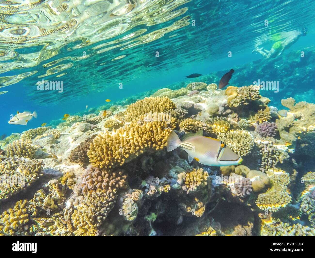 Unterwasseraufnahmen im Roten Meer, Ägypten. Im Vordergrund steht der Rinchant Picasso (Rhinecanthus assasi), einer der bekanntesten Korallenfische, seine Origi Stockfoto
