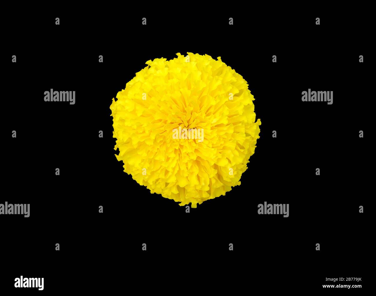 Afrikanischer Marigold (Gelb) - Pflanze isoliert auf geschliffenem Hintergrund Stockfoto