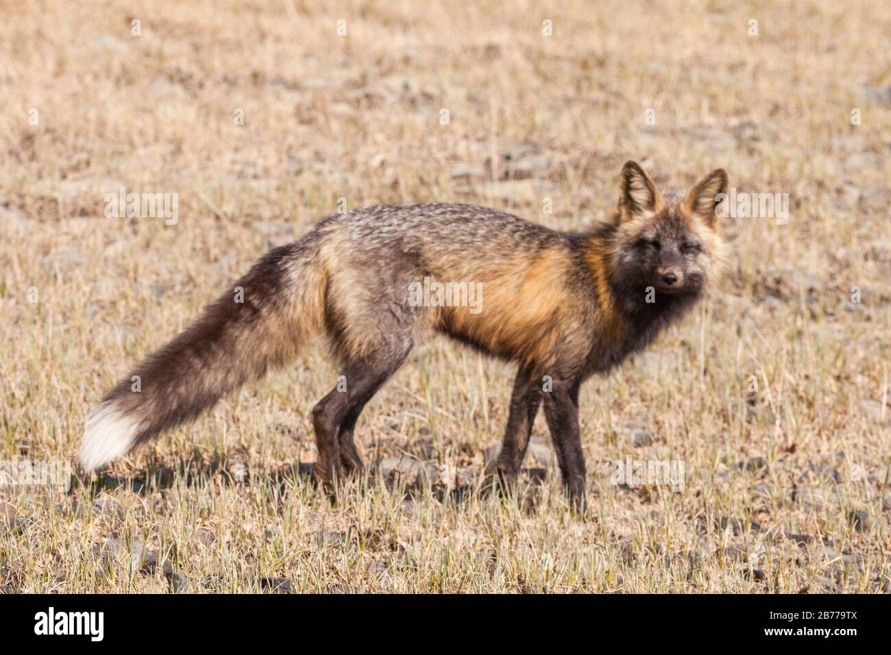 Einsamer, schneller Fuchs, der in einem trockenen Grasfeld unterwegs ist Tagsüber Stockfoto