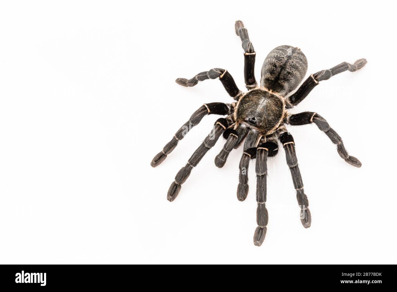 Asiatischen Arten Tarantula Spinne gefunden in Thailand, der wissenschaftliche Name ist 'Haplopelma minax Theraphosidae Haplopelma'. Stockfoto