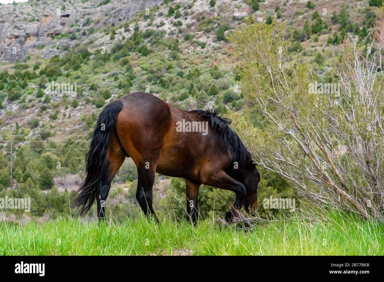 Wildpferde in der Nähe von MT Charleston in Nevada USA Stockfoto