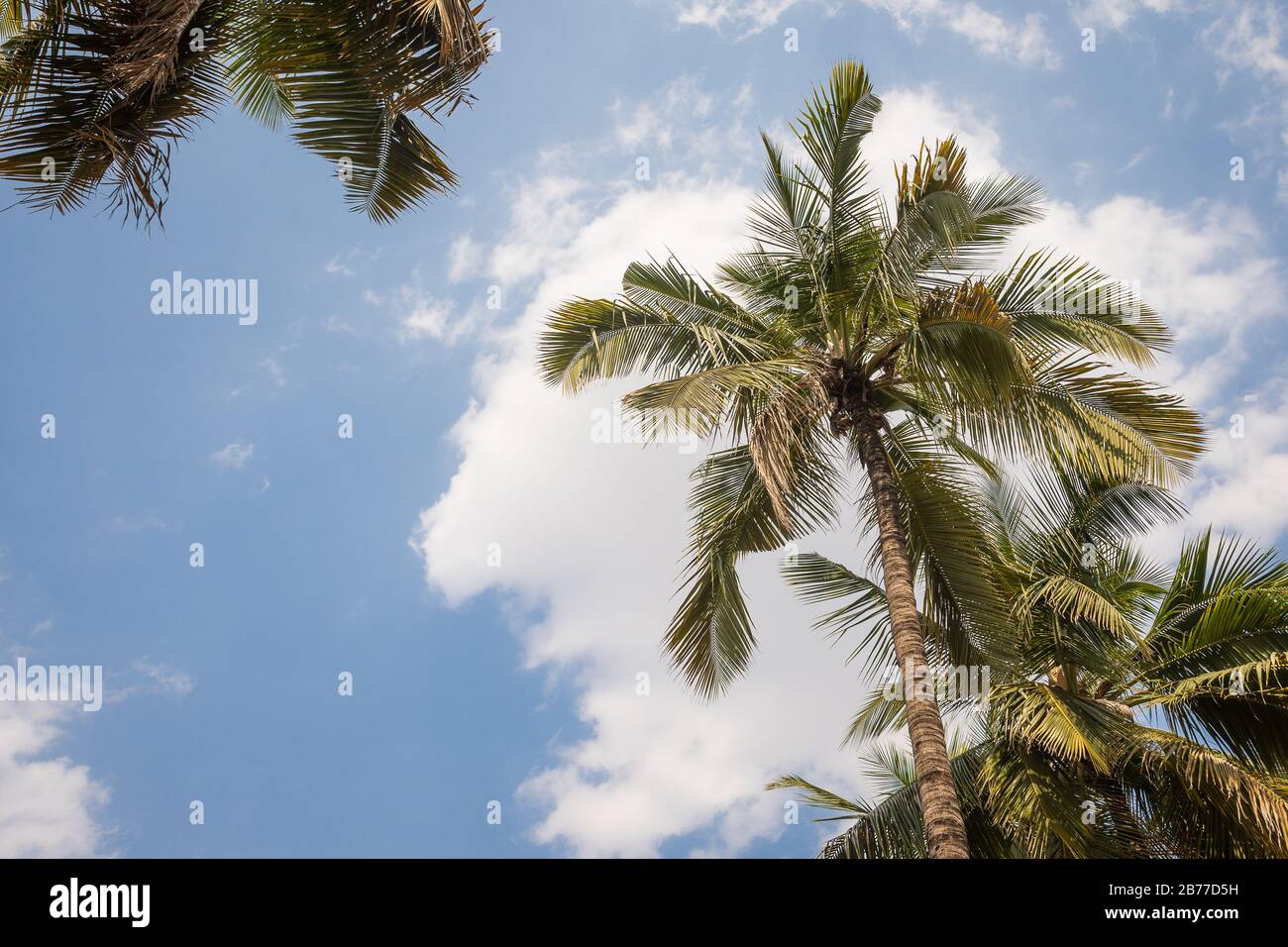 Blick nach oben auf den blauen Himmel durch diagonale Lücke im Palmendach Stockfoto