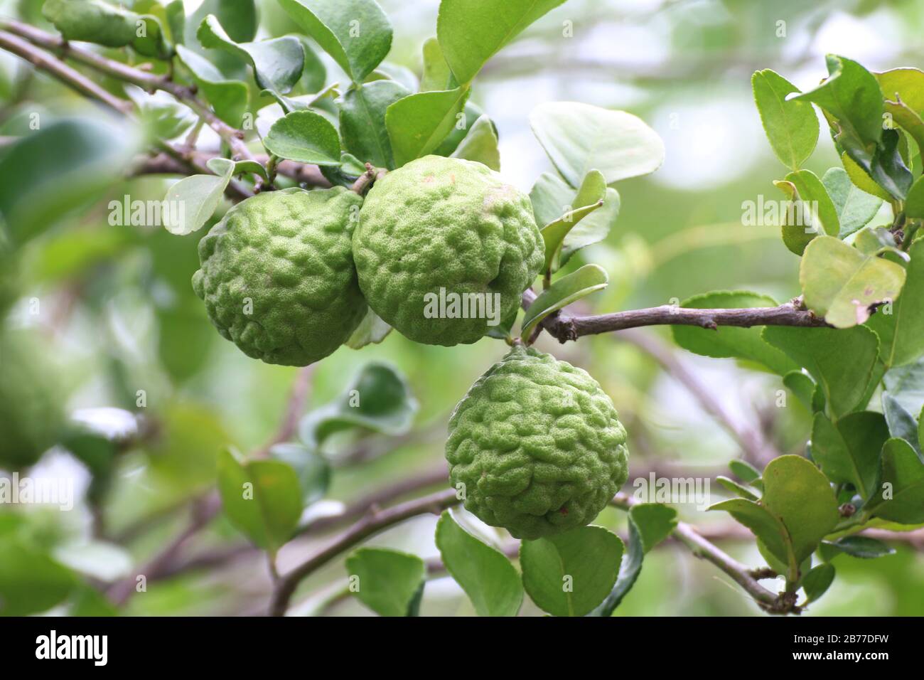 Bergamot, Kaffir Lime Leaf Farm Tree (Kraut für Bergamot-Öl) Stockfoto