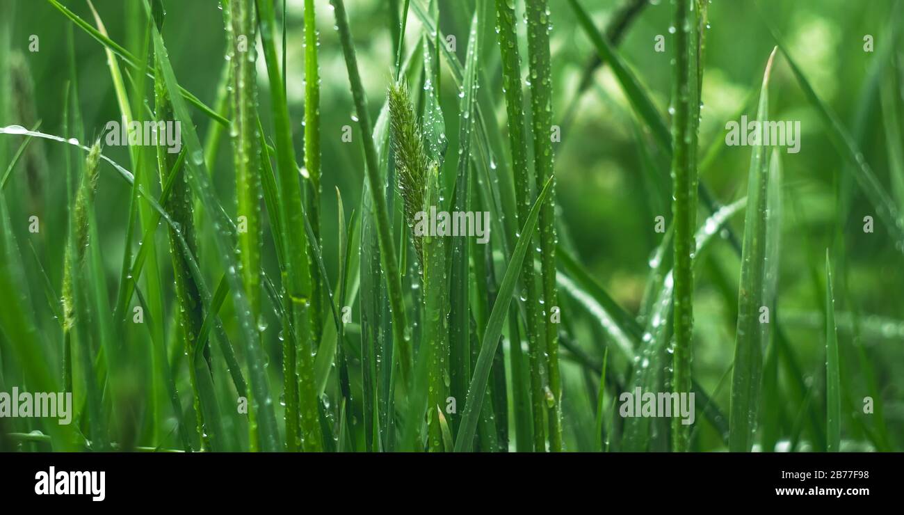 Grünes Gras mit Tau am Morgen auf der Wiese. Textur, Hintergrund. Frühlingskonzept, Frische. Breites Panorama, Panorama-Banner, Pflanzen a Stockfoto