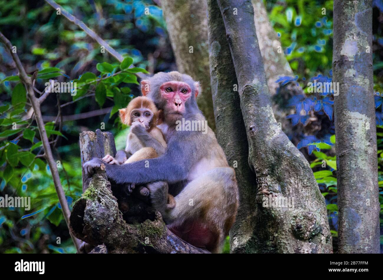 Mutter und Baby Rhesus macaque in einem Baum, der in der goldenen Peitsche Stream Bereich Zhangjiajie National Forest Park, Hunan Province, China. Stockfoto