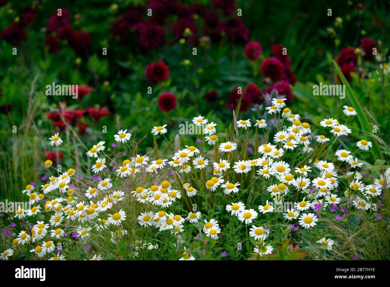 Tanacetum parthenium, Mutterkraut, weiß, Blumen, Blume, Blüte, Heilpflanze, Kräuter, traditionelle, Kräuter, Garten, Gärten, jährliche, RM Floral Stockfoto