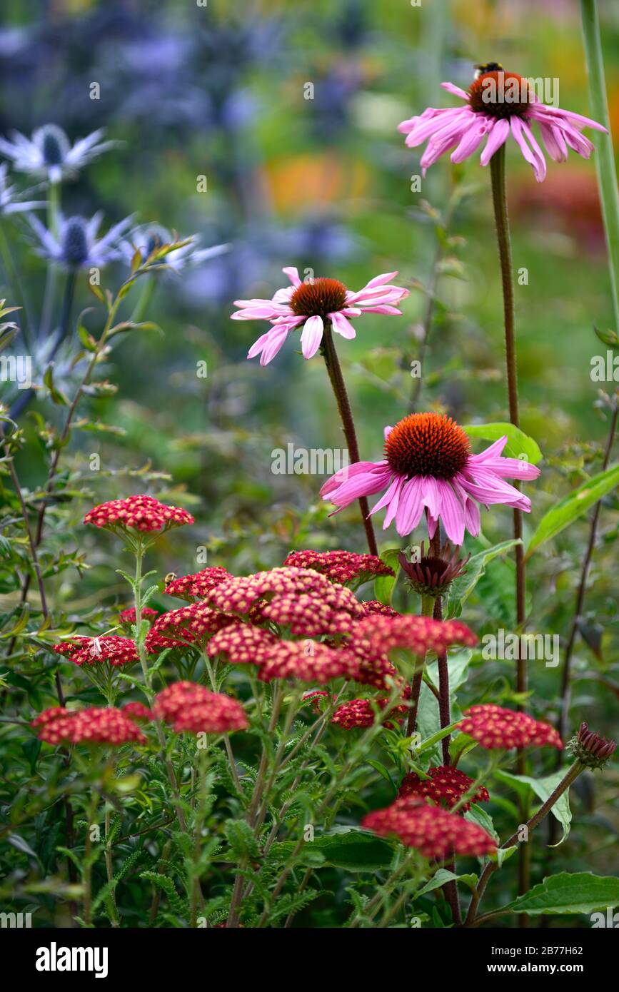 3dRose Gartenflagge – Monarch-Schmetterlinge Auf Kegelblumen, 30,5 X 45,7 Cm