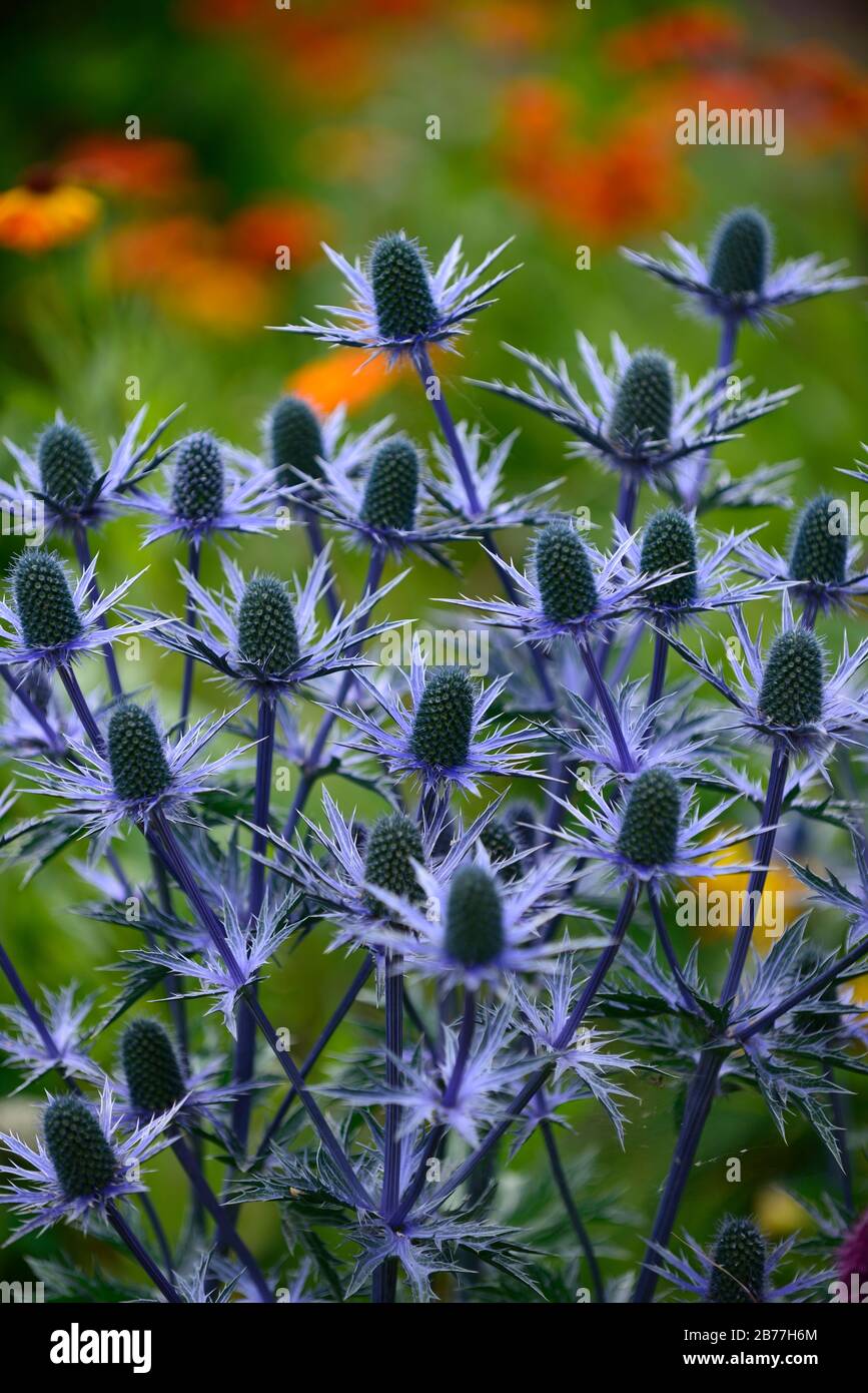 Eryngium X Zabelii Big Blue, Sea Holly, blaue Blumen, blaue Blume, Blüte, Rand, RM Floral Stockfoto