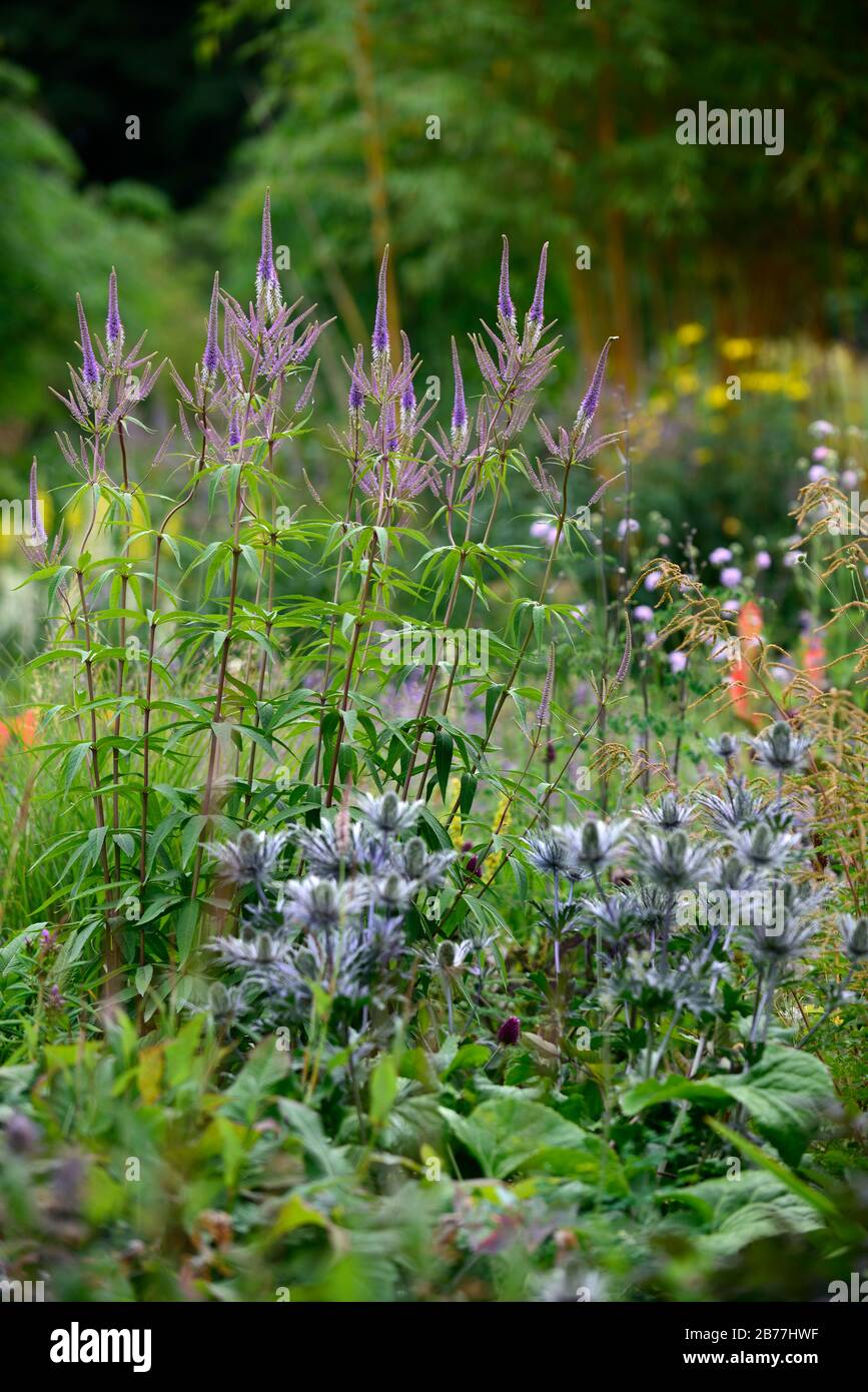 Veronicastrum virginicum Faszination, Culver's Root, Lila, Hellblau, Blumen, Blüte, Stängel, RM Floral Stockfoto