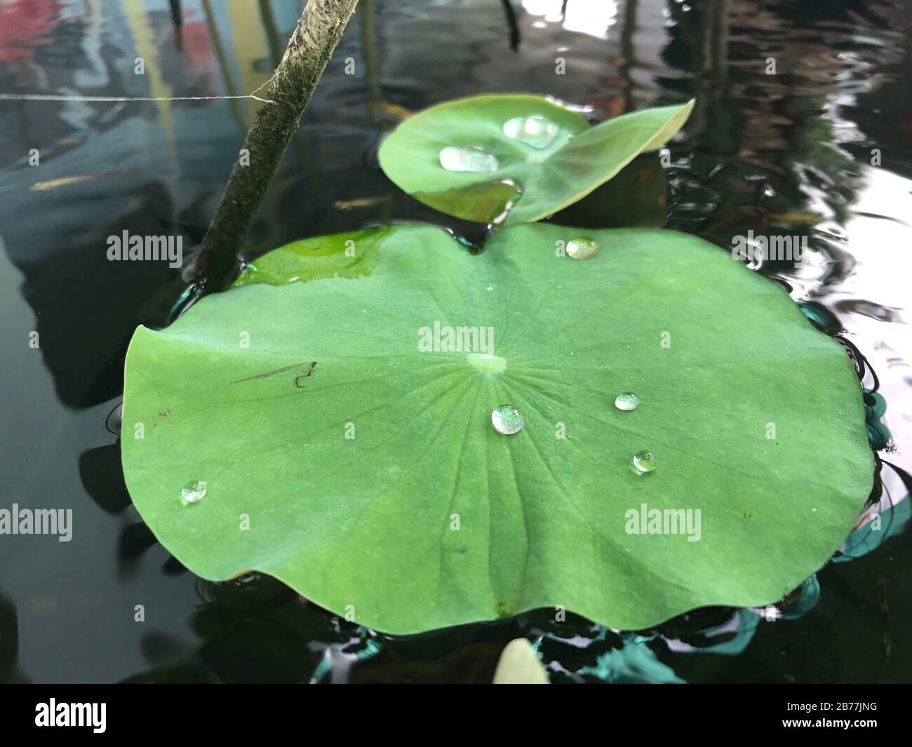 Lotosblätter und Wassertropfen auf lotosblattnatur Stockfoto