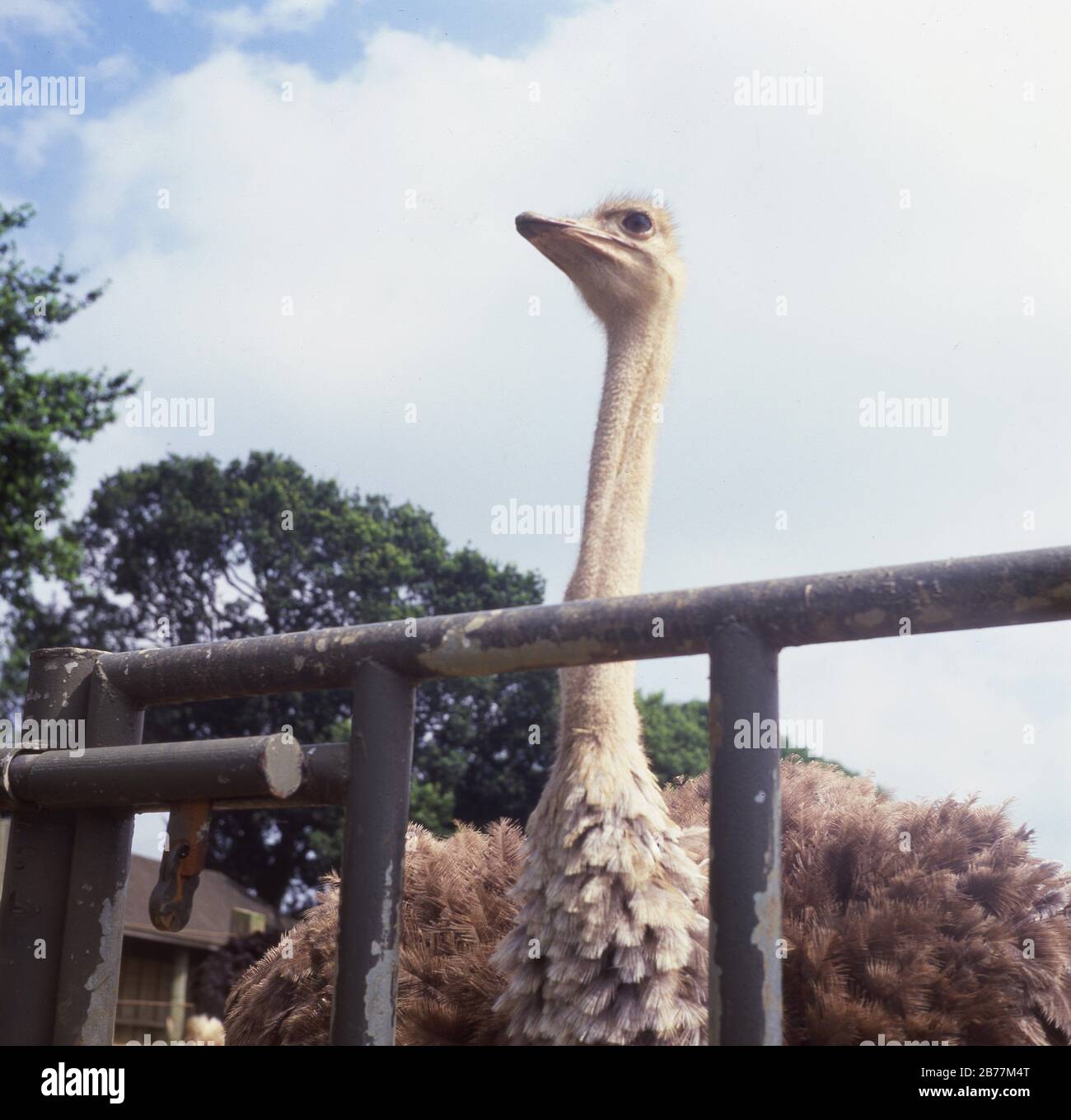 1960er Jahre, historisch, Ostrich im Gehege, Whipsnade Wild Animal Park - heute bekannt als ZSL Whipsnade Zoo - England, Großbritannien., mit Kopf und langem Hals. Der flugunfähige Strauß, der in bestimmten Gebieten Afrikas heimisch ist, ist der größte Vogel der Welt und obwohl sie nicht fliegen können, sind sie starke, schnelle Läufer, die bis zu 43 Meilen pro Stunde sprinten können. Stockfoto