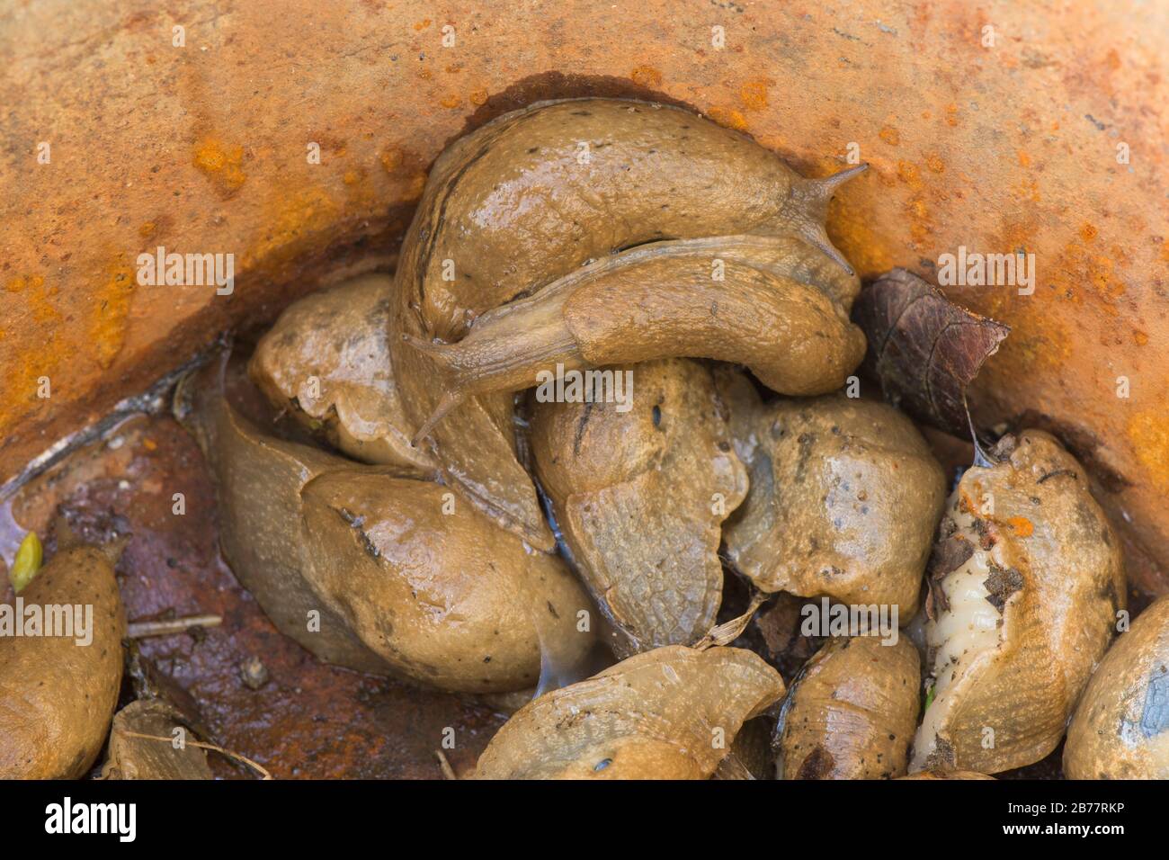 Schnecken, Schnecke in einem Eimer im Garten, Spanien. Stockfoto