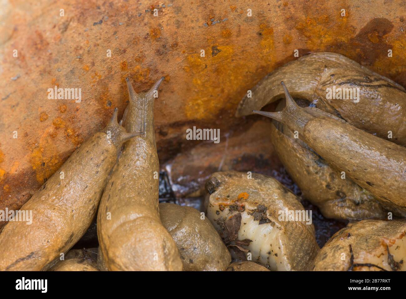 Schnecken, Schnecke in einem Eimer im Garten, Spanien. Stockfoto