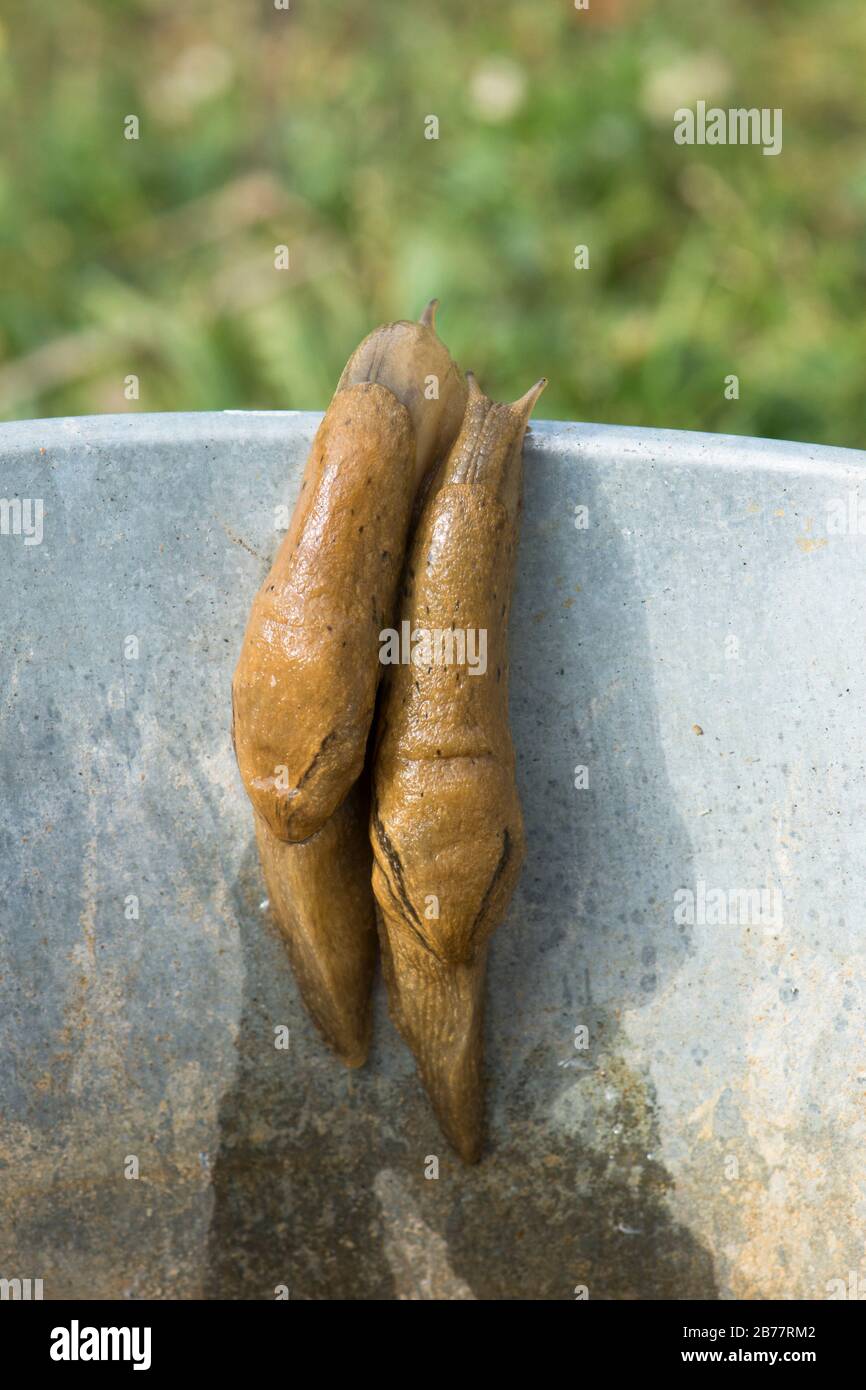 Zwei Schnecken, Schnecke kriecht aus einem Eimer im Garten, Spanien. Stockfoto