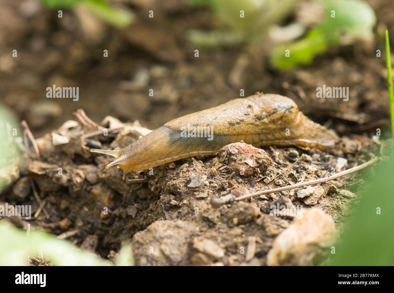 Schnecke, Schnecken, die über den Boden in einem Gemüsegarten kriechen, Spanien. Stockfoto