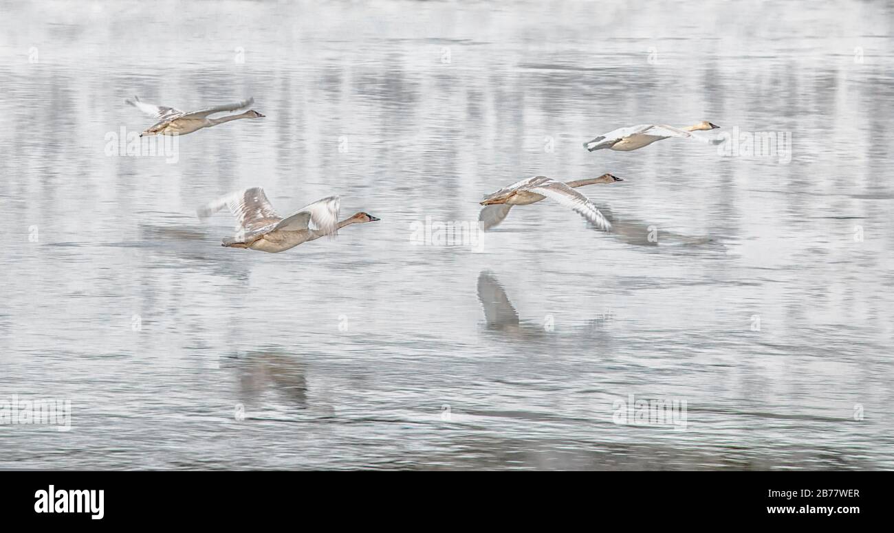 Whooper schwängt tief über Wasser Stockfoto