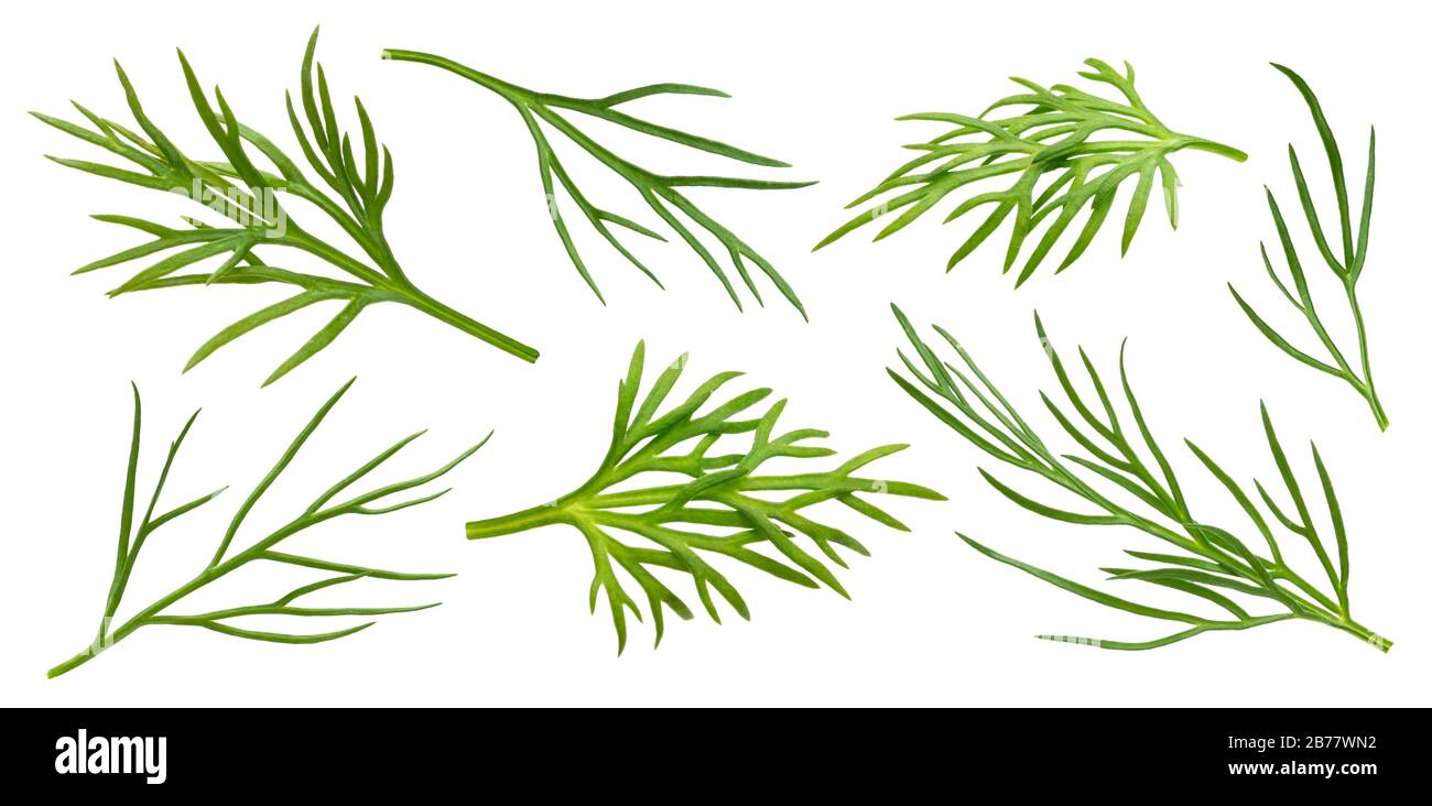 Frischer Dill isoliert auf weißem Hintergrund mit Beschneidungspfad, Makro, Nahaufnahme Stockfoto