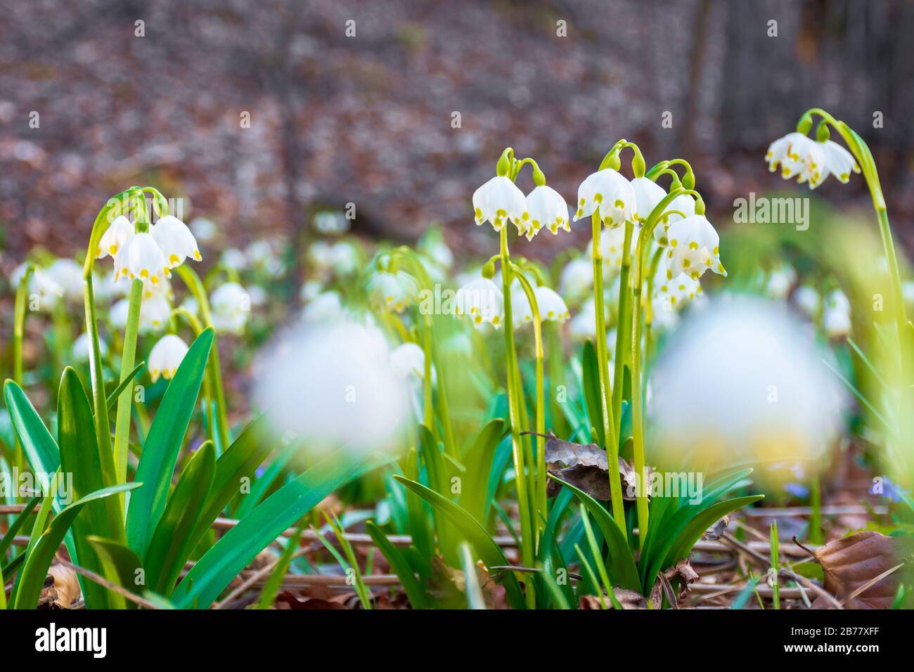 Weiße, schneebedeckte Blumen, die auf der Waldglade blühen. Schöne, von der Seite beleuchtete Naturlandschaft. Sonnige Wetter im Frühling Stockfoto
