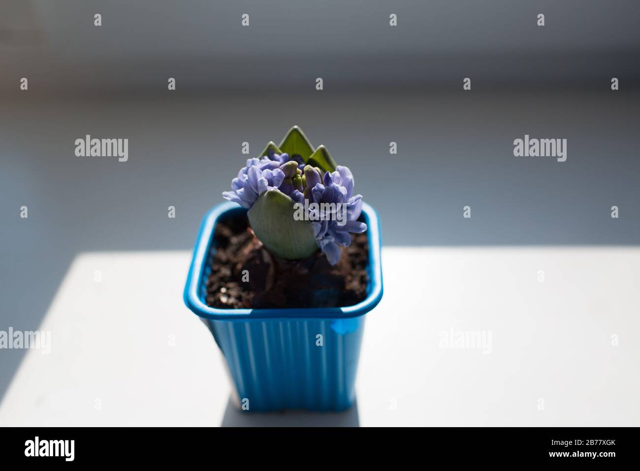 Hyazinthe mit Knospen und Blumen in einem Blumentopf Stockfoto