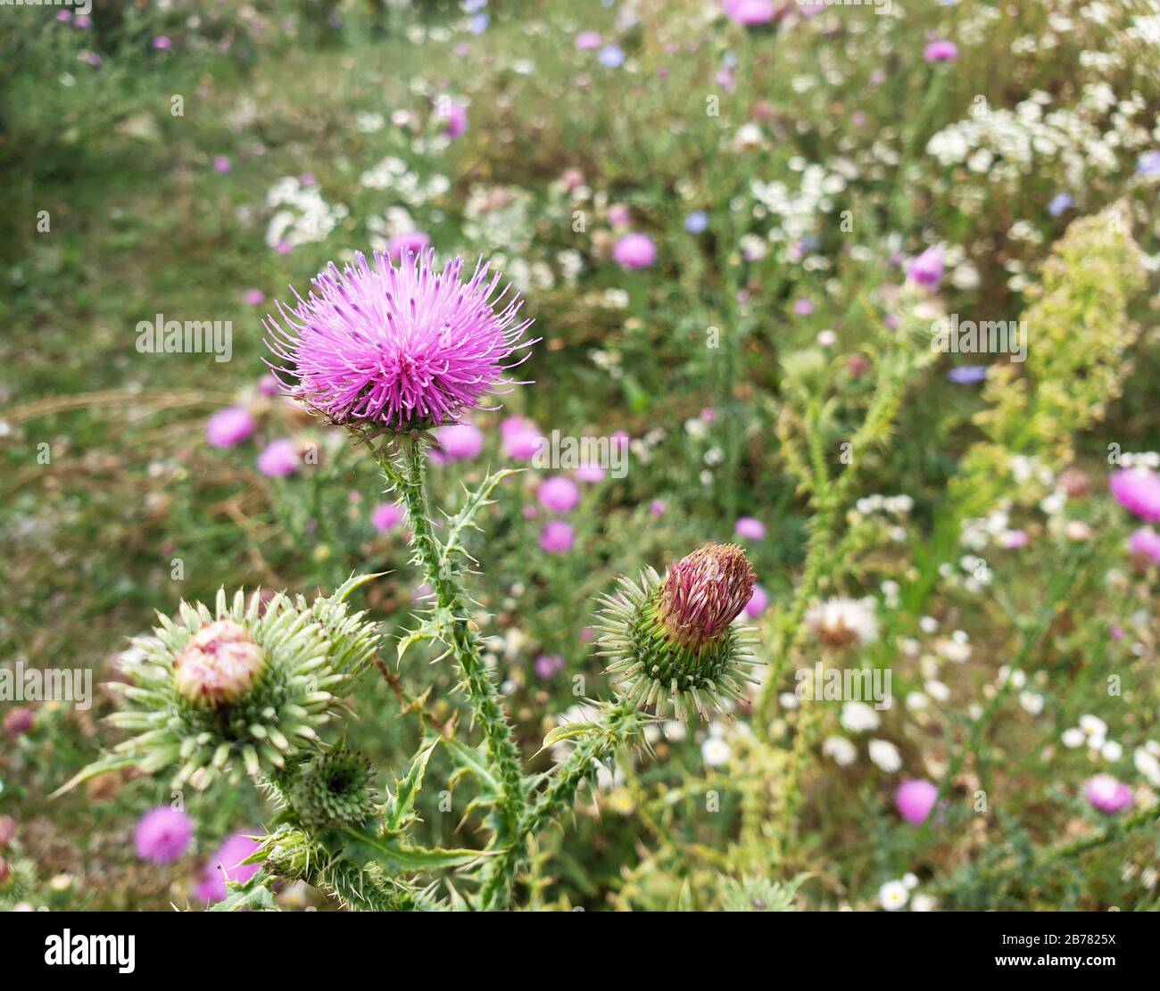 Blühende Blumenköpfe der Milchdistel. Hintergrund der Natur. Stockfoto