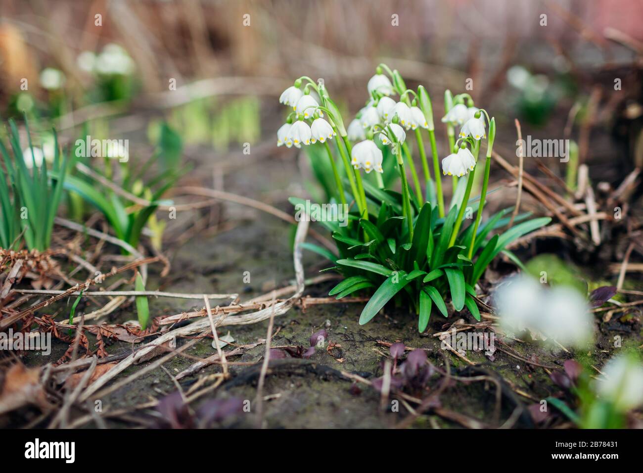Schneefall wächst im märzwald. Weiße Frühlingsblumen. Galanthus elwesii. Natürlicher Hintergrund. Stockfoto