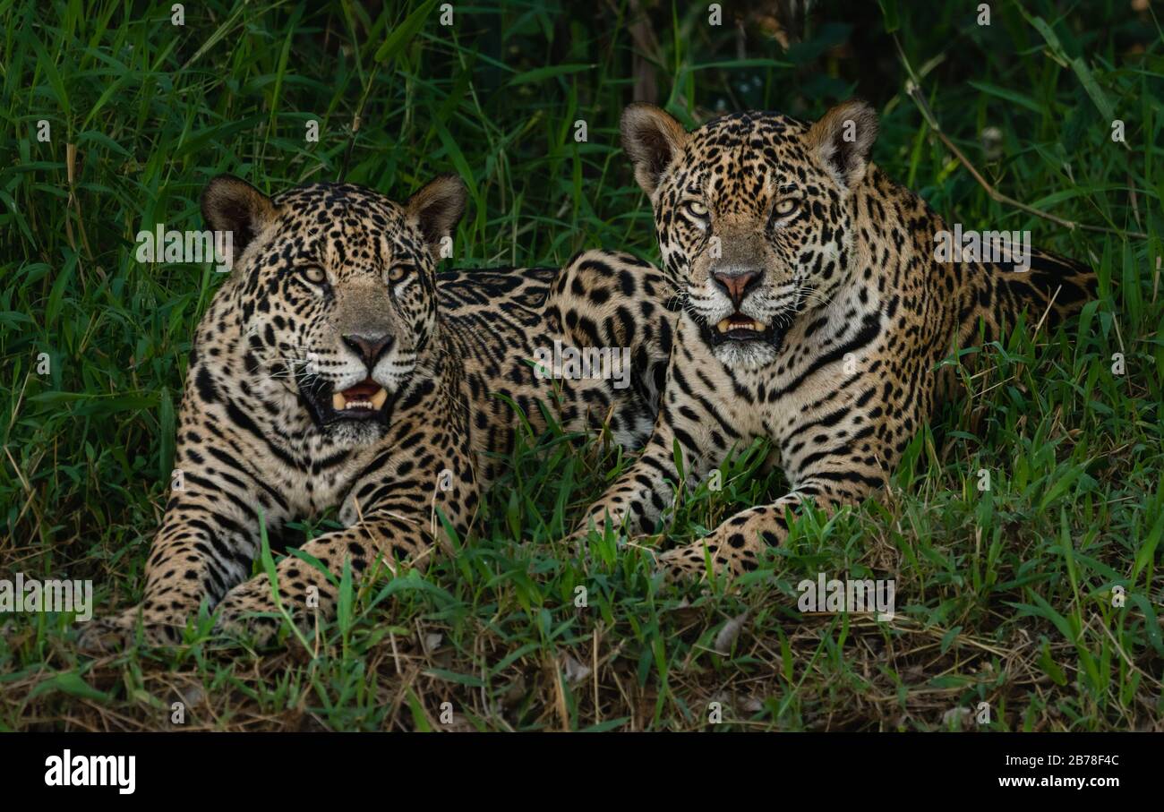 Zwei wilde Jaguar Brüder aus dem Pantanal, Stockfoto
