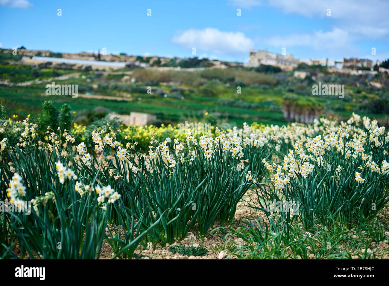 Frühlings-Narzissen blühen auf der mittelmeer-insel Gozo, wachsen in der Nähe des Küstenweges auf einem kleinen Teil von Schrubland Stockfoto