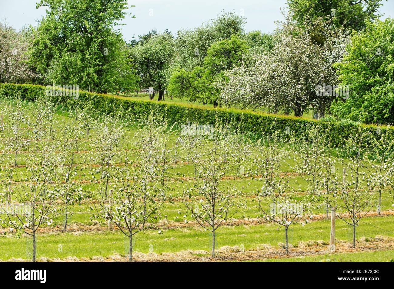 Kommerzieller obstgarten Fotos und Bildmaterial in hoher Auflösung