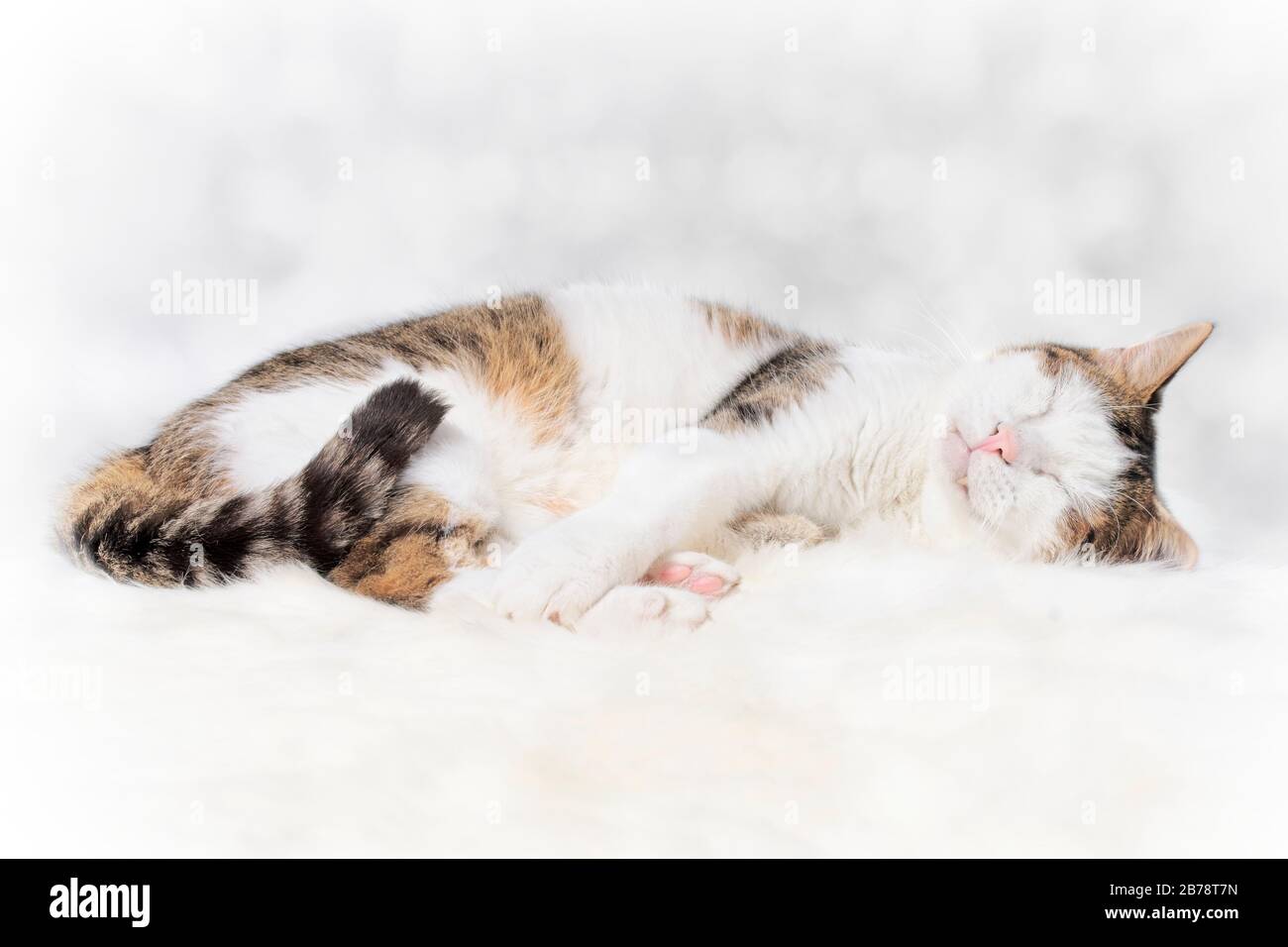 Süße Tabby-Katze schläft. Cloes-up-Hochformat mit Kopierbereich. Stockfoto
