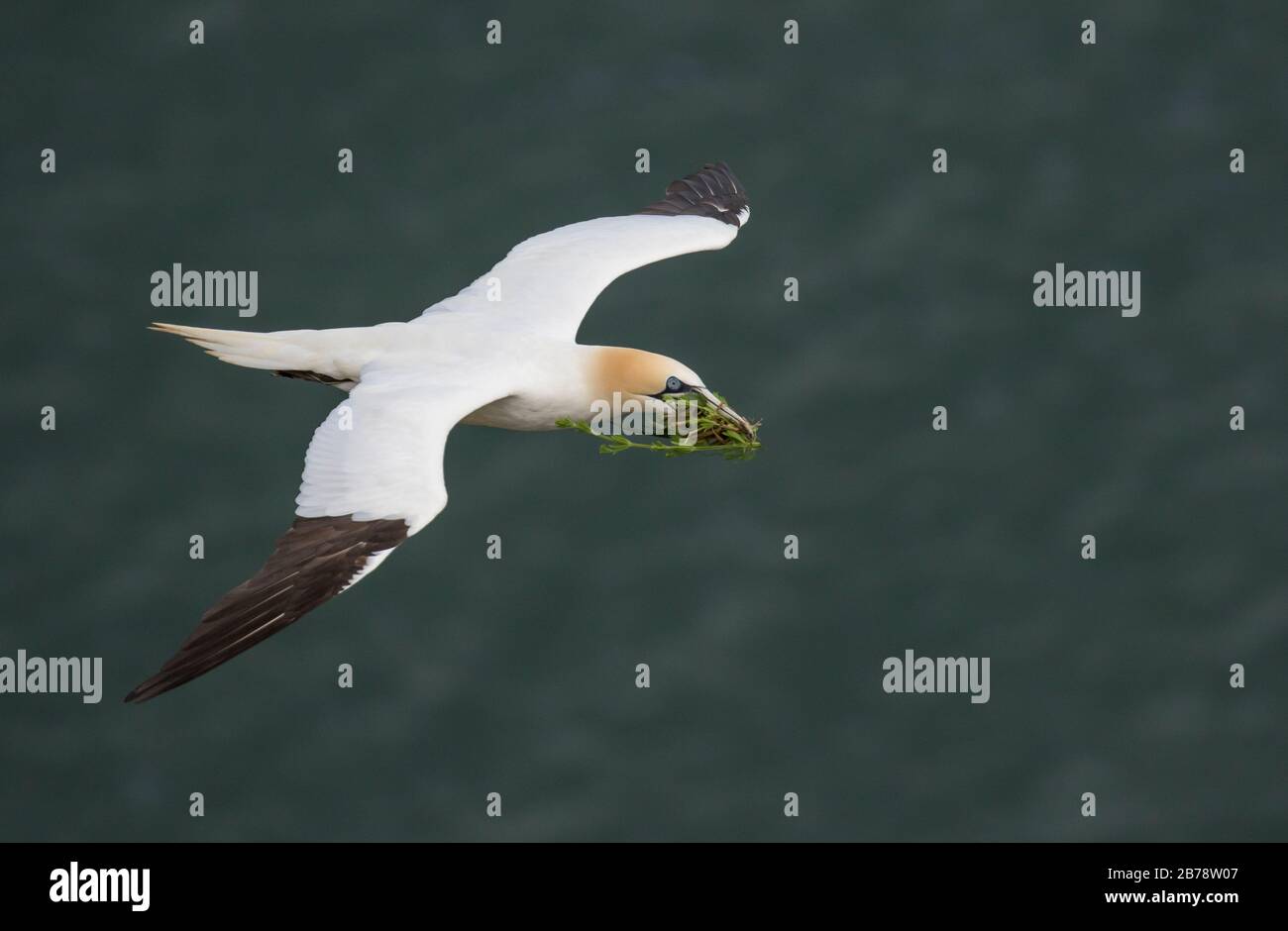 Northern Gannet Flying with Nistmaterial, Bempton Cliffs Naturreservat, East Yorkshire, England, Großbritannien Stockfoto