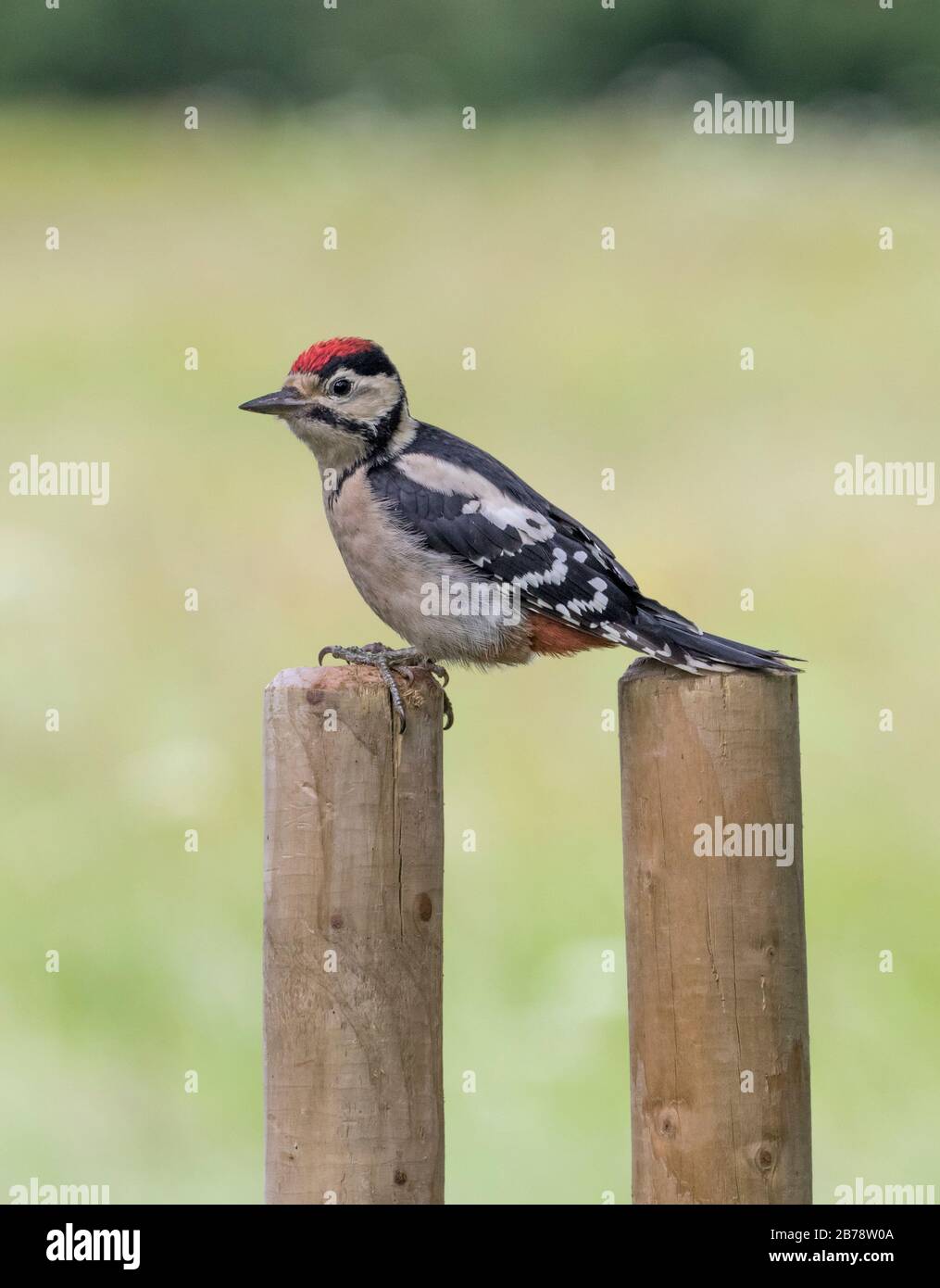 Great Spotted Specht Chick sitzend auf einem Pfosten, York, North Yorkshire, England, Großbritannien Stockfoto