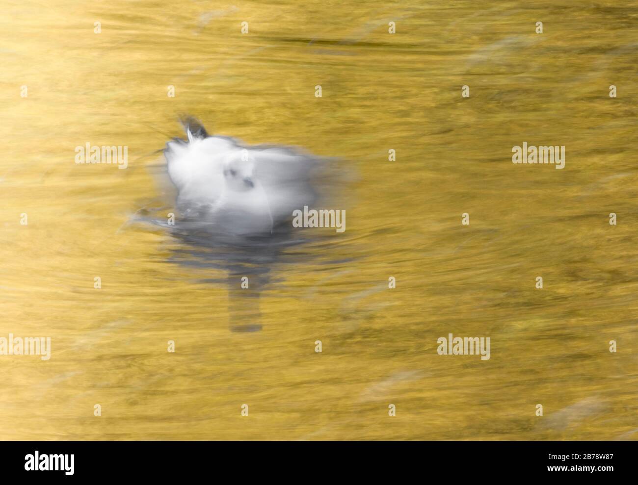 Schwarze Möwe im impressionistischen Stil, York, North Yorkshire, England, Großbritannien Stockfoto