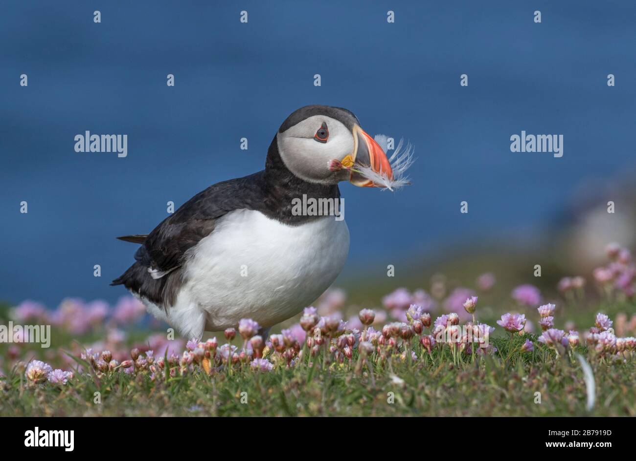 Atlantischer Puffin mit einer Feder in seiner Rechnung zwischen Blumen, Fair Isle, Shetland, Schottland, Großbritannien Stockfoto