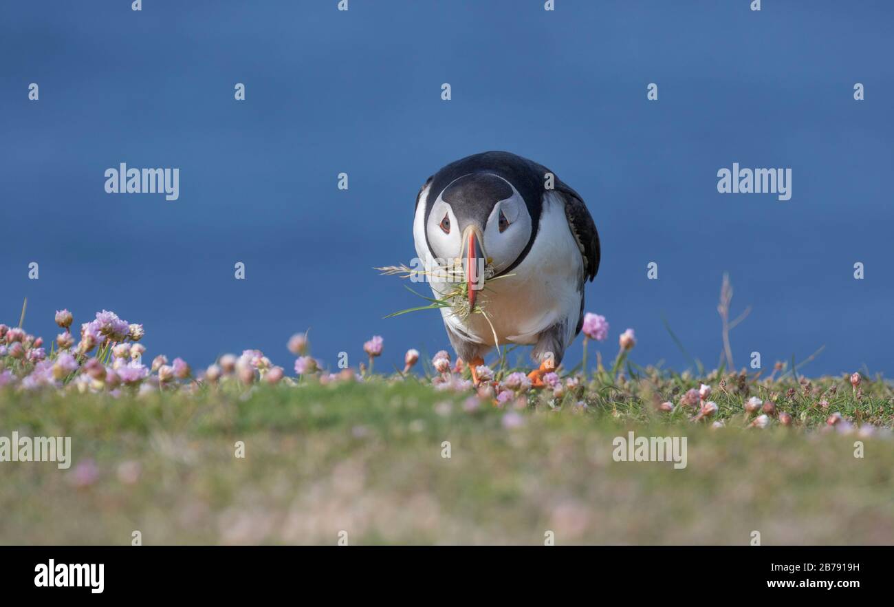 Atlantischer Puffin, der zwischen Blumen mit Nistmaterial im Schnabel, Fair Isle, Shetland, Schottland, Großbritannien spazieren geht Stockfoto
