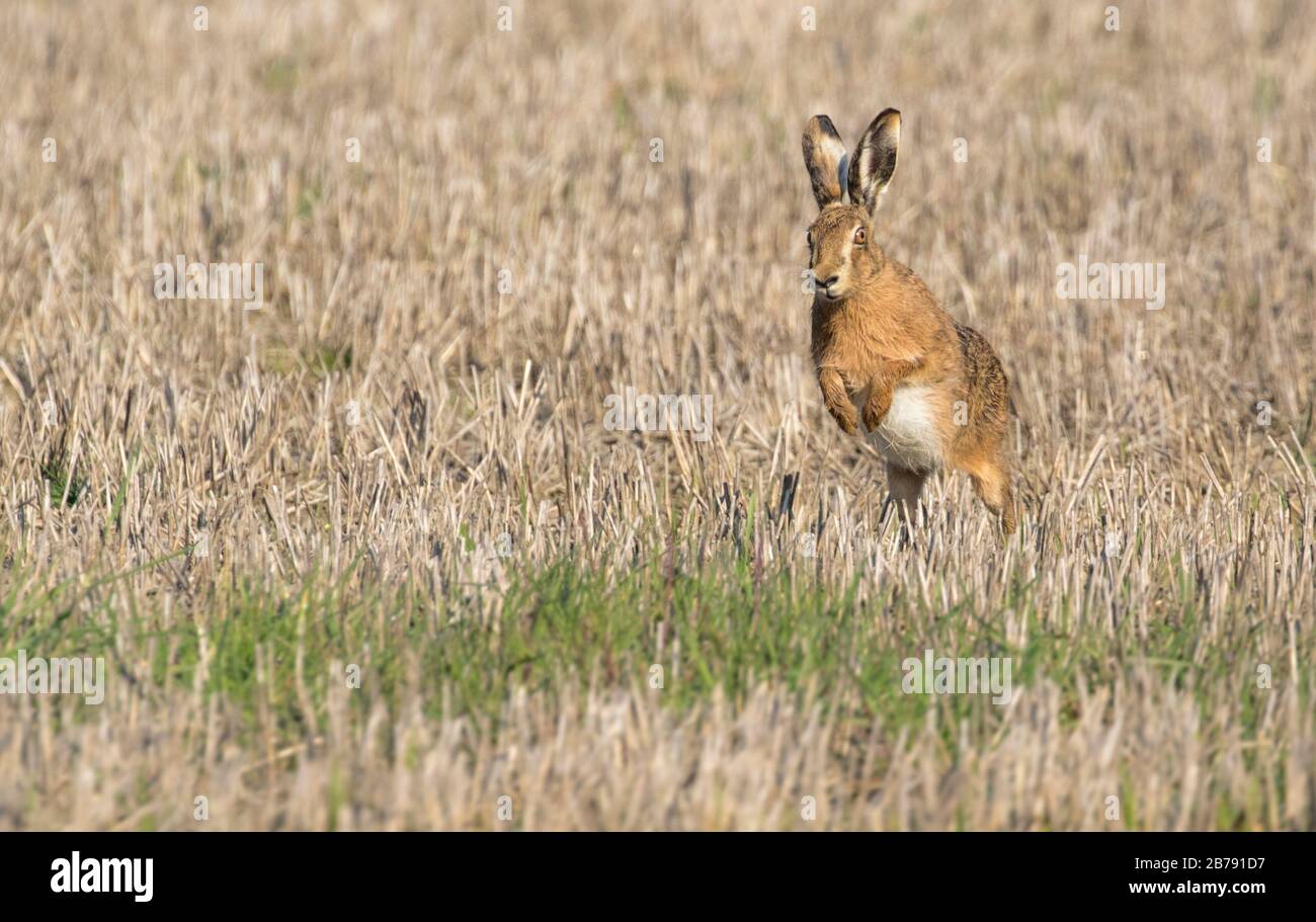 Brauner Hase läuft und springt auf einem Erntefeld, York, North Yorkshire, England, Großbritannien Stockfoto