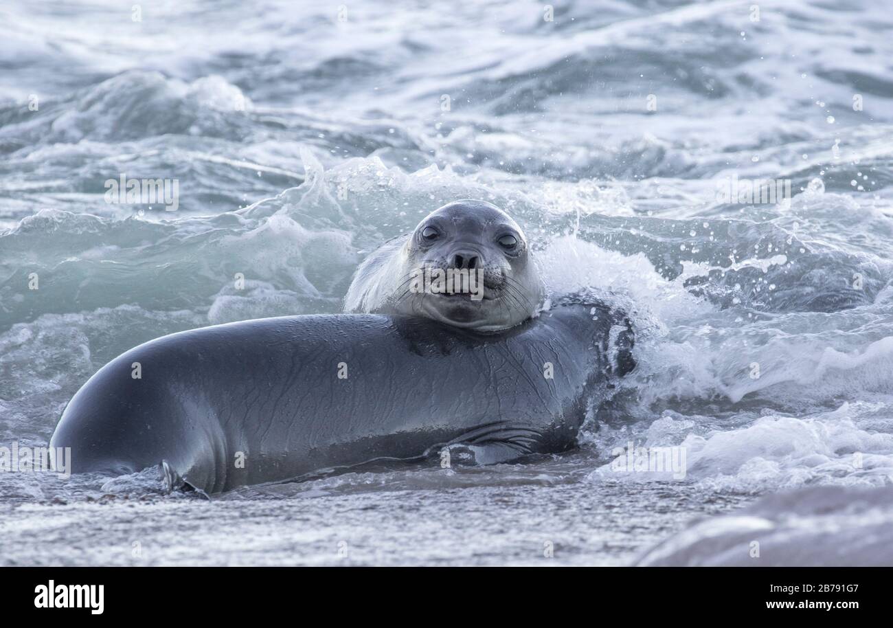 Zwei Southern Elephant Seals spielen im Atlantik, Dos Pozos, Punta Tombo, Provinz Chubut, Argentinien, Südamerika Stockfoto