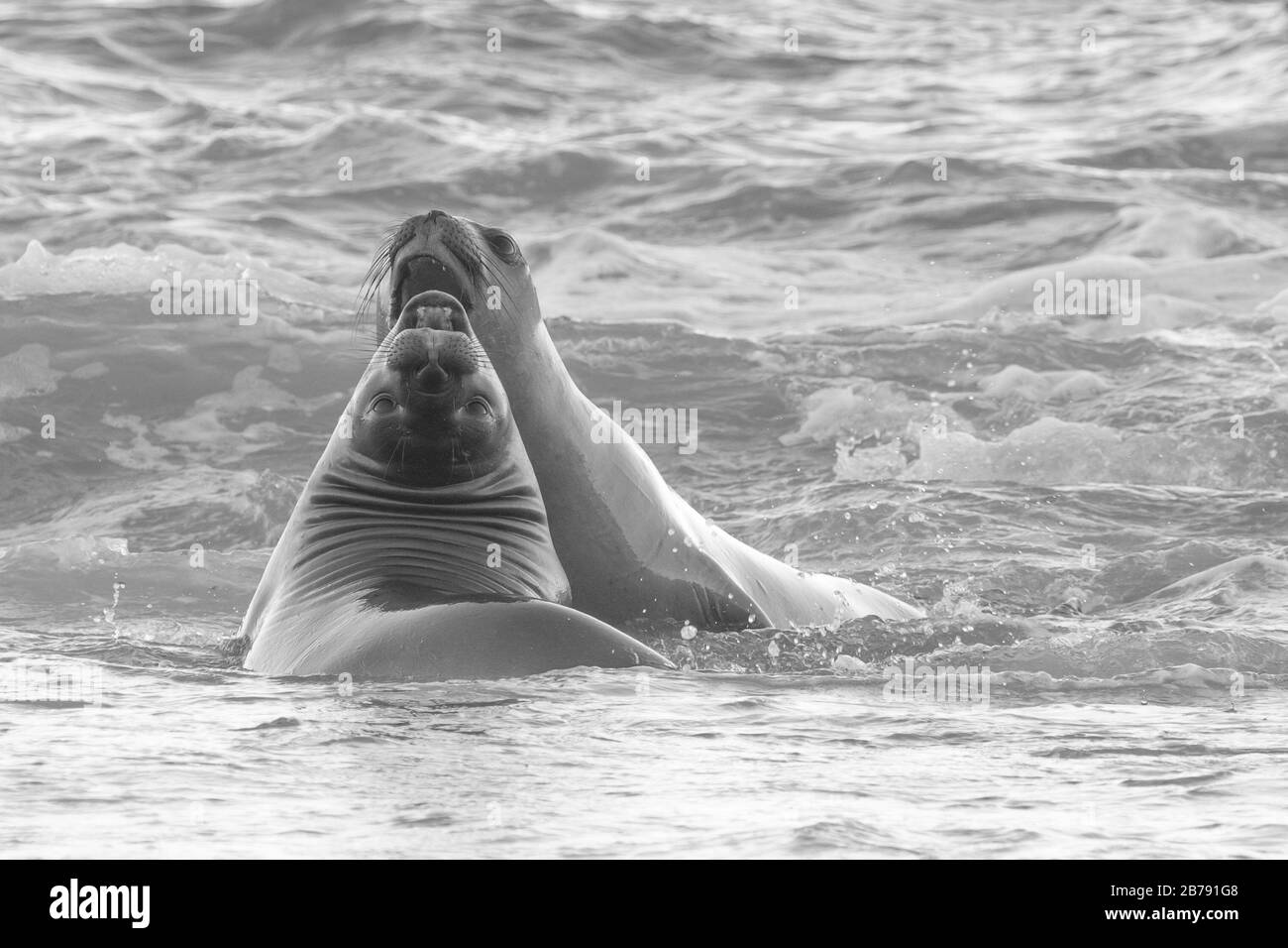 Zwei Southern Elephant Seals spielen im Atlantik, Dos Pozos, Punta Tombo, Provinz Chubut, Argentinien, Südamerika Stockfoto