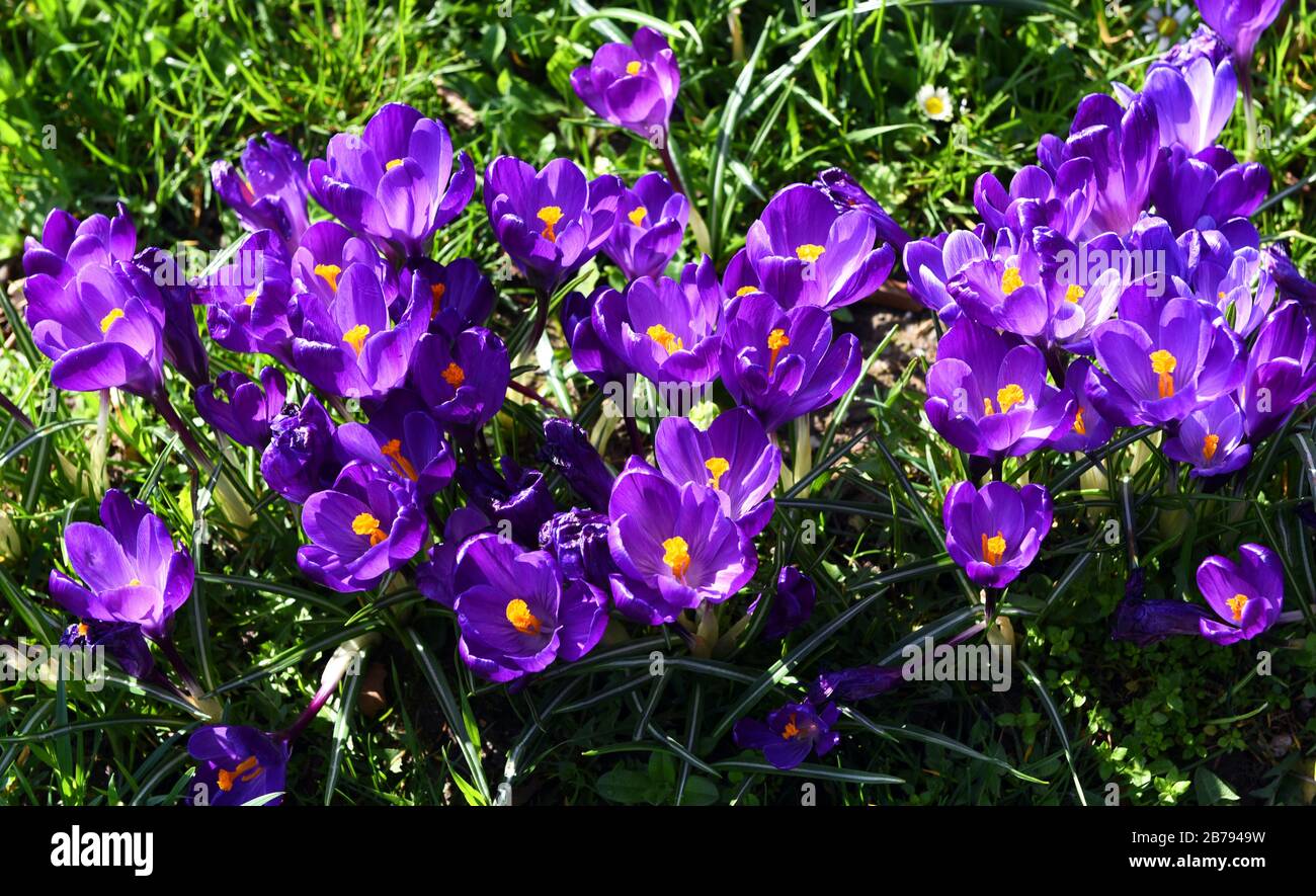 Düsseldorf, Deutschland. März 2020. Blühende Krokusse findet man im Rheinpark im Golzheimer Stadtteil. Kredit: Horst Ossinger / dpa / Alamy Live News Stockfoto
