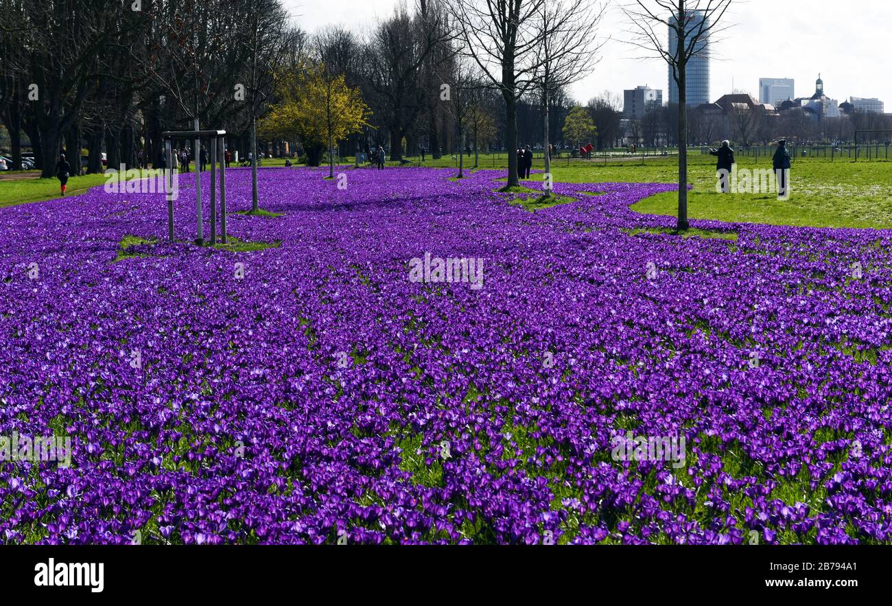 Düsseldorf, Deutschland. März 2020. "Das blaue Band", ein millionenfach blühender Krokusse im Rheinpark im Landkreis Golzheim. Kredit: Horst Ossinger / dpa / Alamy Live News Stockfoto