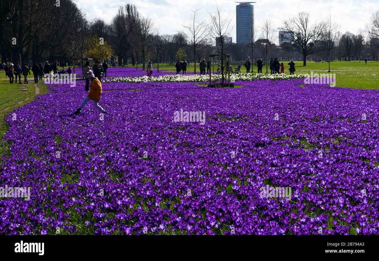 Düsseldorf, Deutschland. März 2020. "Das blaue Band", ein millionenfach blühender Krokusse im Rheinpark im Landkreis Golzheim. Kredit: Horst Ossinger / dpa / Alamy Live News Stockfoto